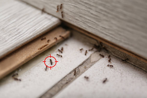 Reliable Richlands, NC Pest Control Solutions