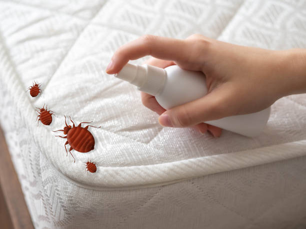 Best Spider Control Near Me  in Richlands, NC